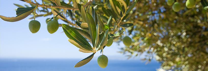 Olio extravergine d'oliva - Costa Panera