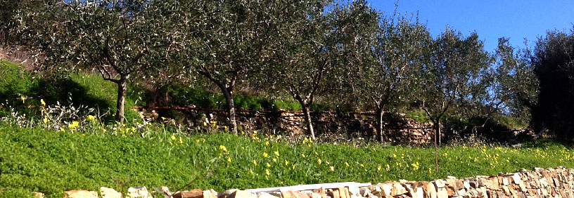 Il territorio della Liguria - Azienda agricola Costa panera