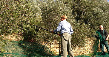 Fase di raccolta delle olive