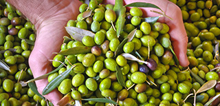 Costa Panera-La raccolta delle olive