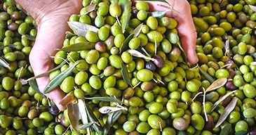 Le olive raccolte