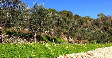 Our olive trees