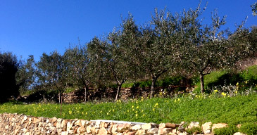 Costa Panera - Our olive trees