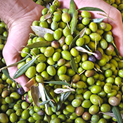 Our olives