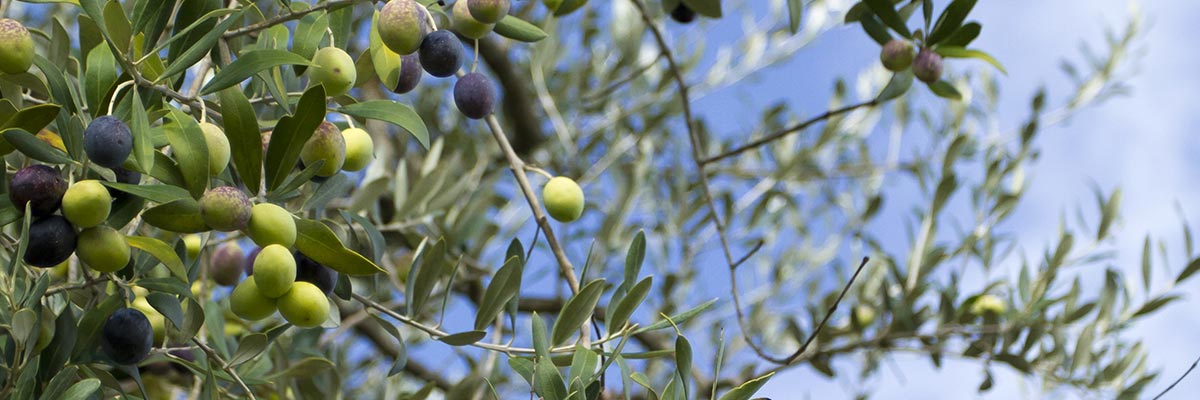 Costa Panera Farm - From olives to the table