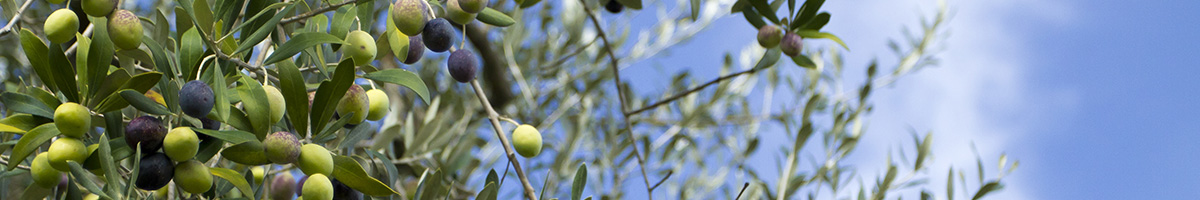 La raccolta delle olive - Costa Panera azienda agricola