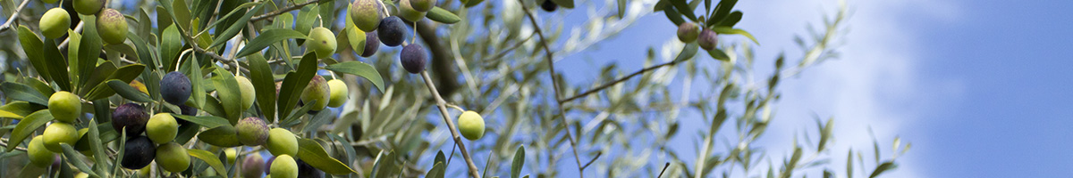 La raccolta delle olive - Costa Panera azienda agricola
