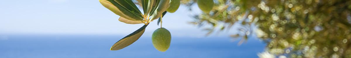 Olio extravergine d'oliva DOP e prodotti tipici Costa Panera